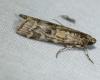 Dioryctria sylvestrella